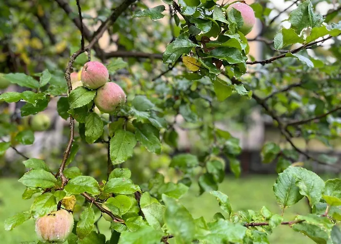 Pensjonat Verta House *