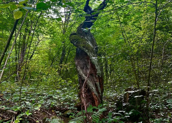 Verta House * Triawna