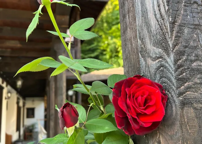 Verta House Pensjonat Triawna